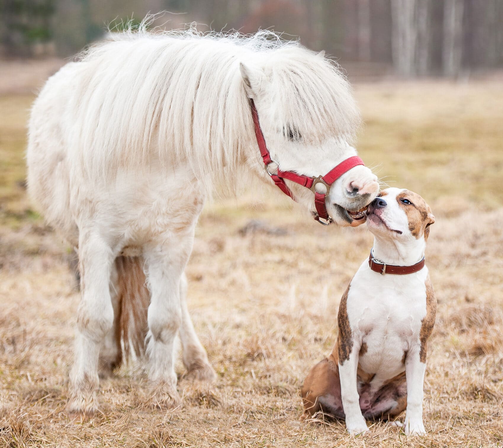 Little pony kissing american staffordshire terrier puppy