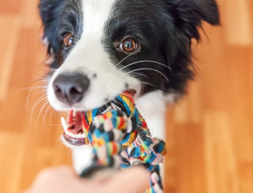 Hundespielzeug – Was Du unbedingt beachten musst