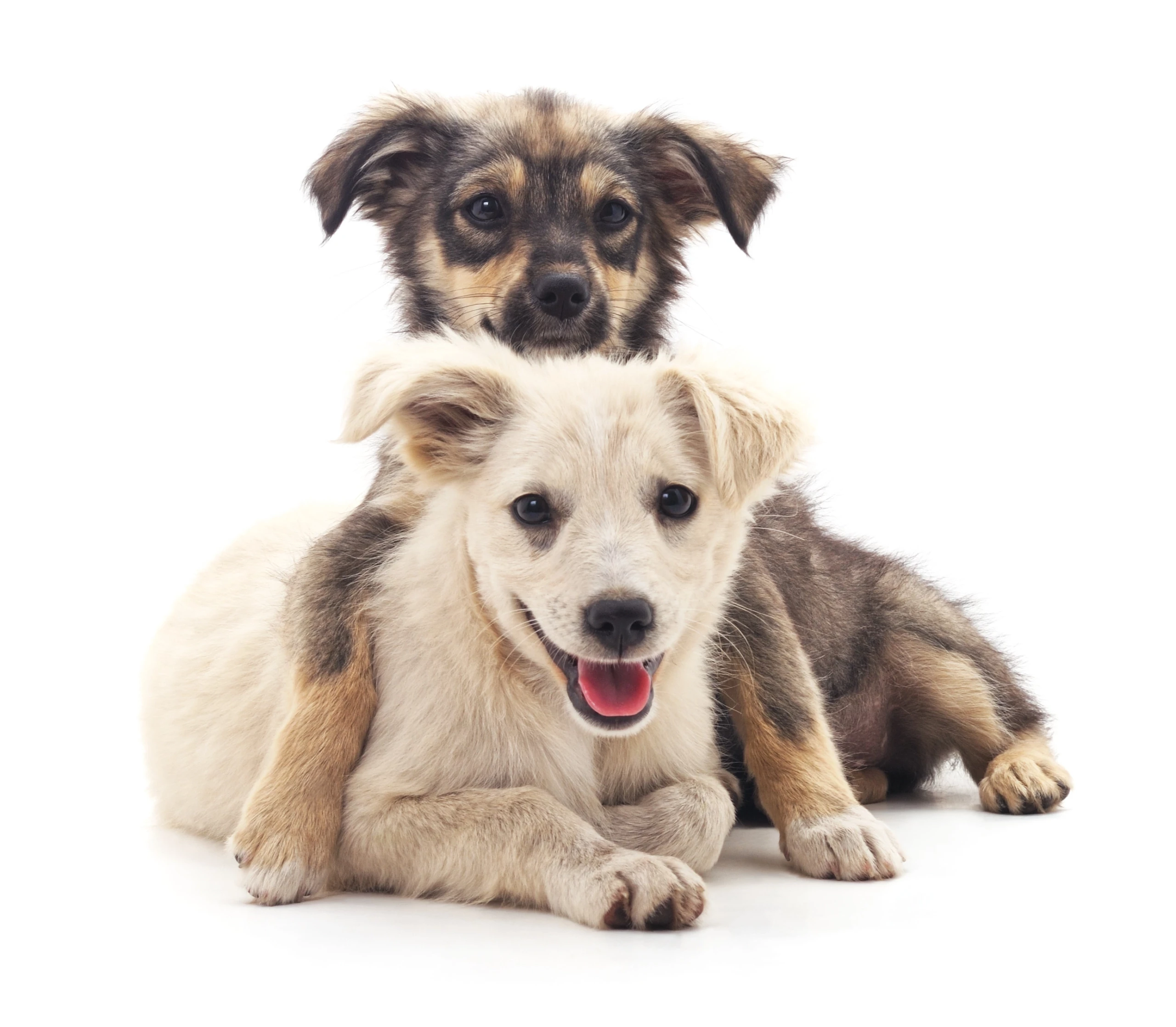 Ihre günstigste Hundekrankenversicherung mit Ersatz von alternativen Heilmethoden und Kostenersatz für Prothesen