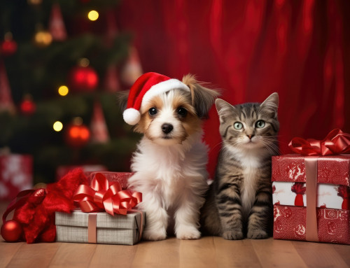 Weihnachtsüberraschung bei PANDA Tierversicherung