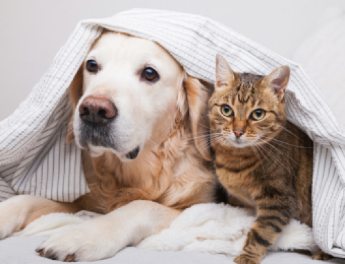Silvester: So reduzierst Du Stressfaktoren für Hunde und Katzen