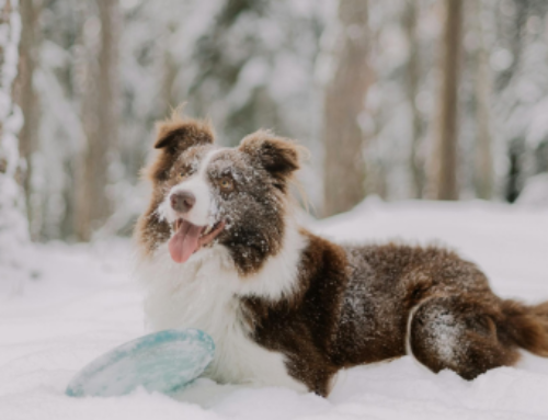 Wintersport mit Hund: Ein Abenteuer in der Kälte