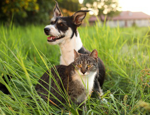 Allergien bei Hund und Katze: Alles, was Du wissen musst