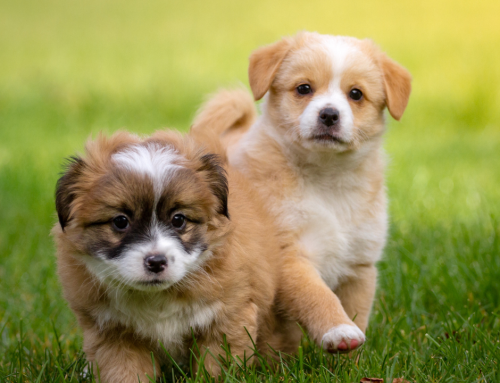 Zecken-Bekämpfung bei Hunden: So geht’s!