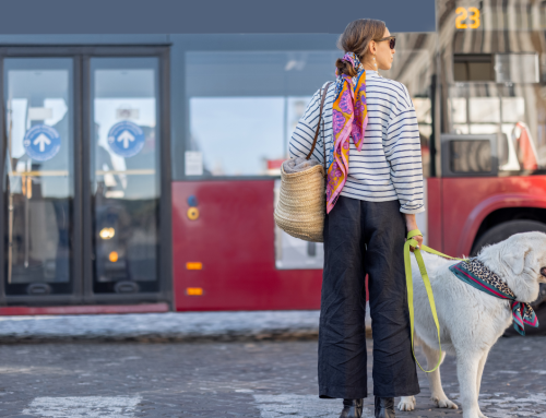 How-to: Entspannt mit Hund im öffentlichen Verkehr