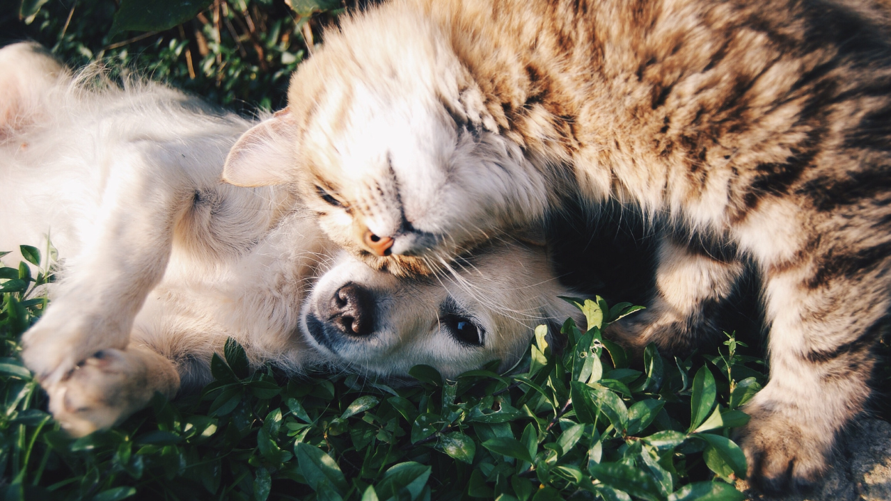 Ein Hund und eine Katze sind verspielt während ihres Fellwechsels.