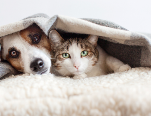 Fellwechsel bei Hund und Katze: Ein haariges Ereignis