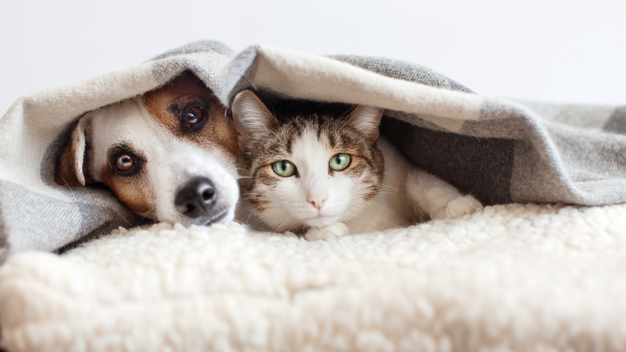 Ein Hund und eine Katze liegen gemeinsam während ihres Fellwechsels unter der Decke.