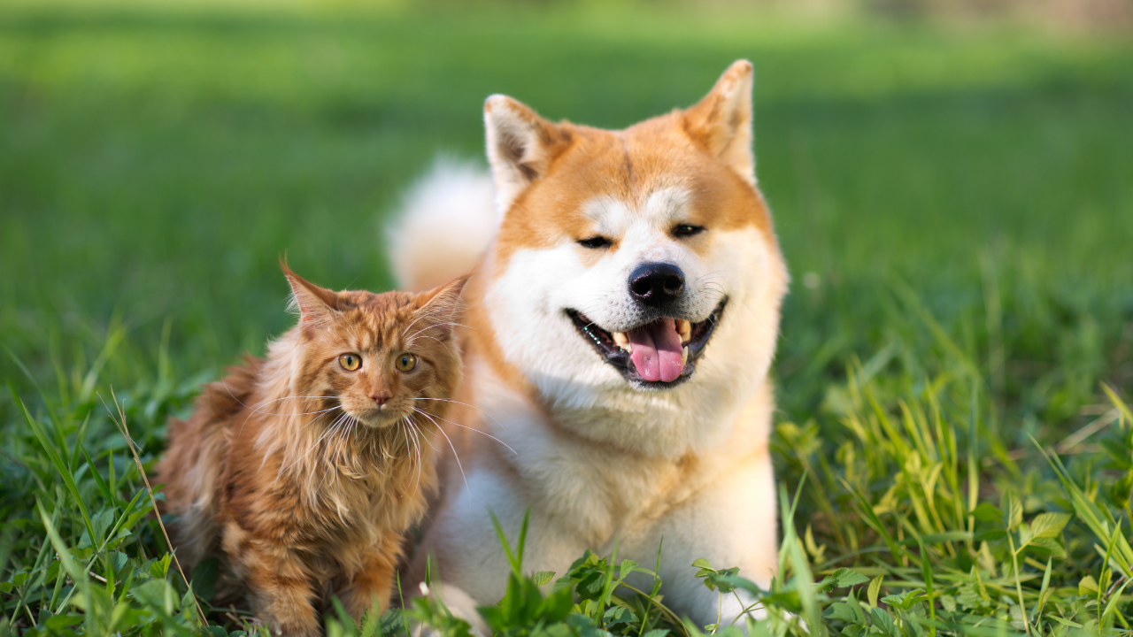 Ein Hund und eine Katze sitzen in einer Wiese, nachdem ihr Fellwechsel begonnen hat.