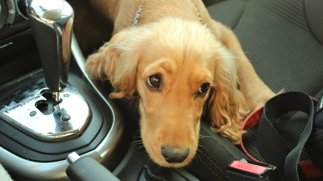 Ein süßer Hund sitzt in einem Auto.