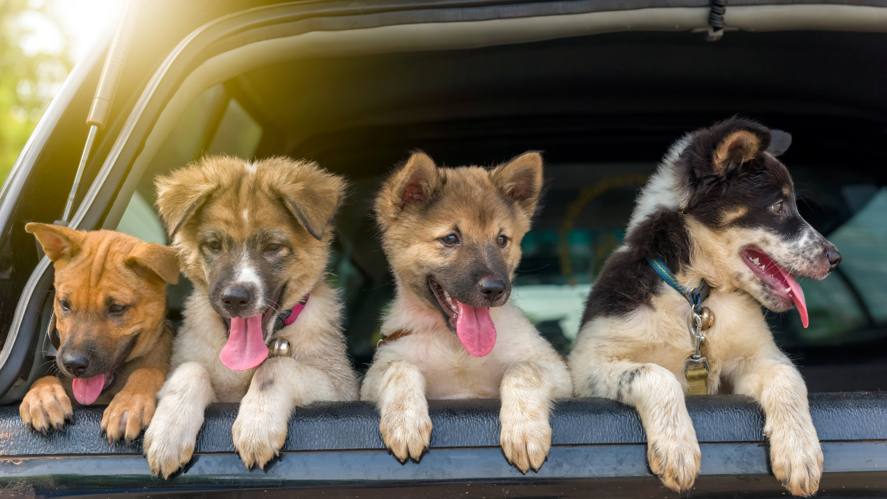 Vier Hundewelpen sitzen fröhlich im Kofferraum eines Autos.