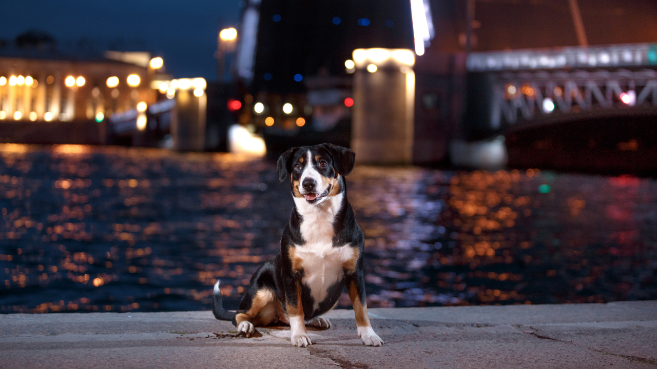 Ein Hund verbringt den Abend mit seinem Besitzer in der Stadt. 