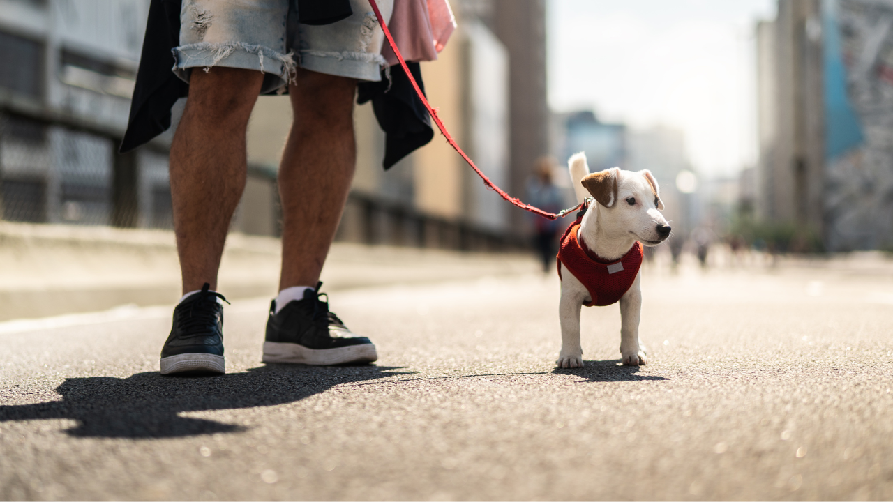 Ein Hund geht mit seinem Besitzer in einer Stadt spazieren.