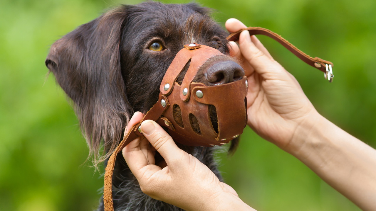 Da Beißkorbpflicht herrscht, setzt ein Hundebesitzer seinem Hund den Beißkorb auf. 