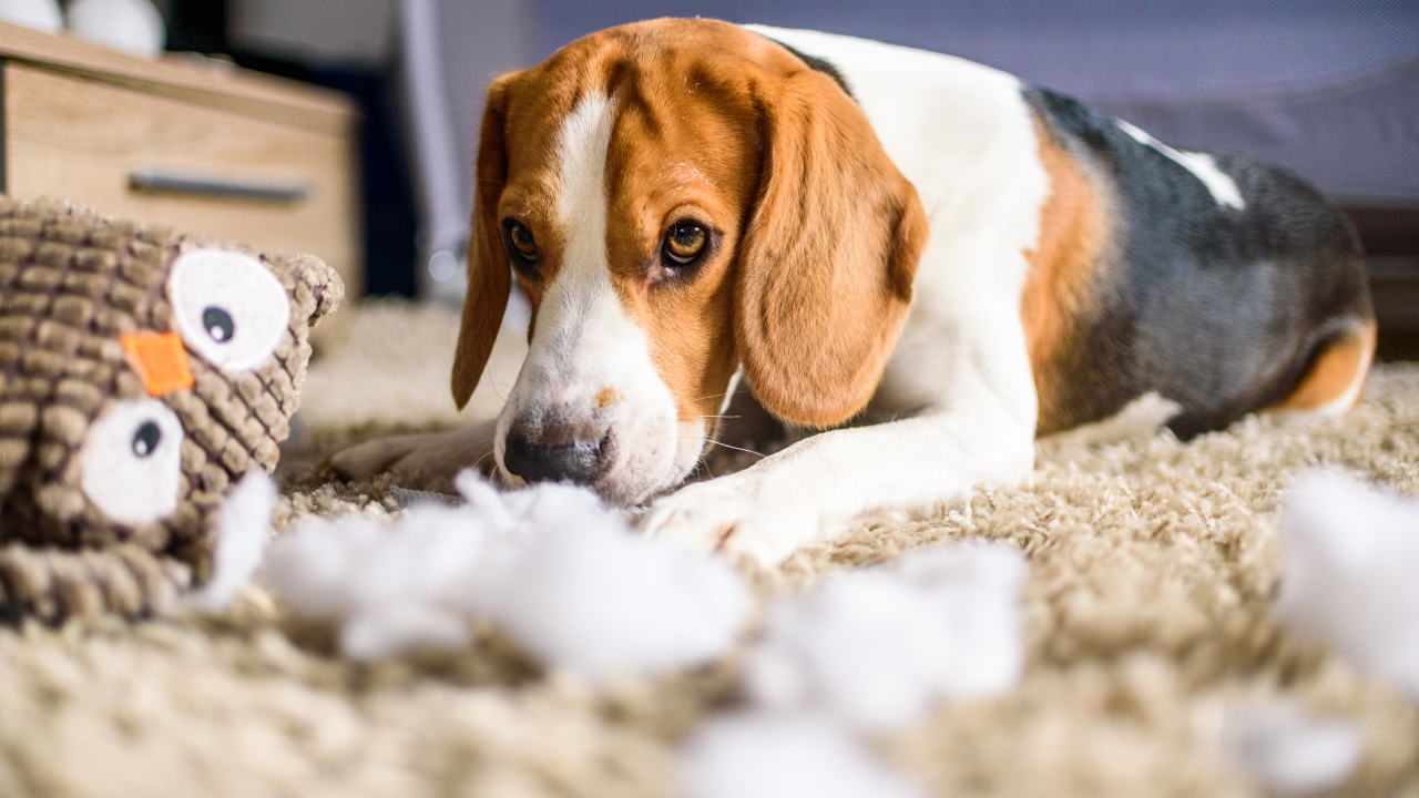 Ein Hund liegt unschuldig neben dem von ihm verursachten Schaden.