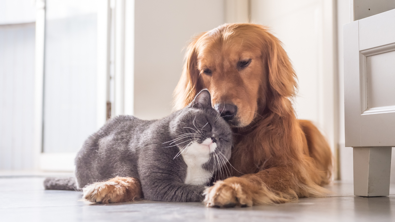 Ein Hund und eine Katze genießen die gemeinsame Zeit. Beide haben eine Haftpflichtversicherung.