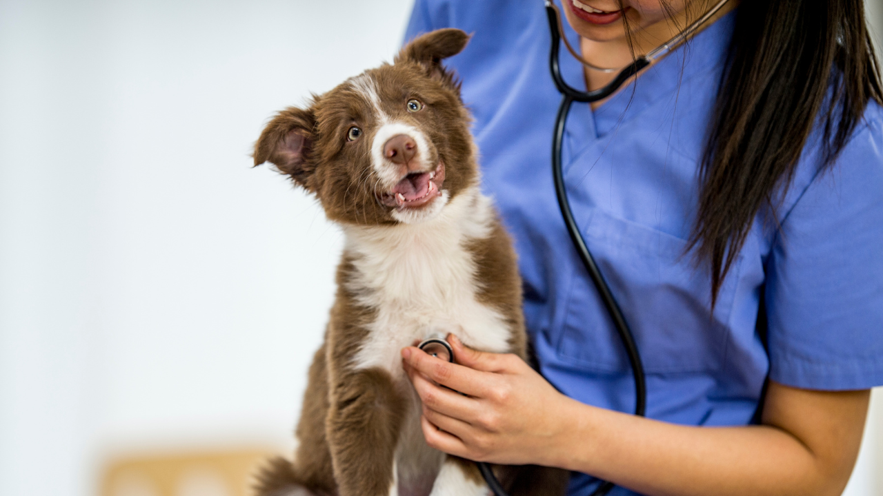 Die Hundeversicherung eines Welpen wird genutzt, damit dieser alle nötigen Vorsorgeuntersuchungen erhält.