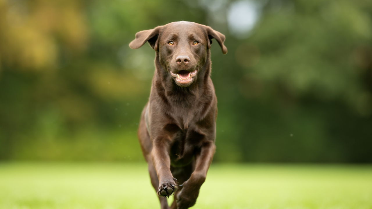 Ein Labrador hat wieder Freude daran, sich zu bewegen nach der erfolgreichen Behandlung seiner Hüftgelenksdyplasie.