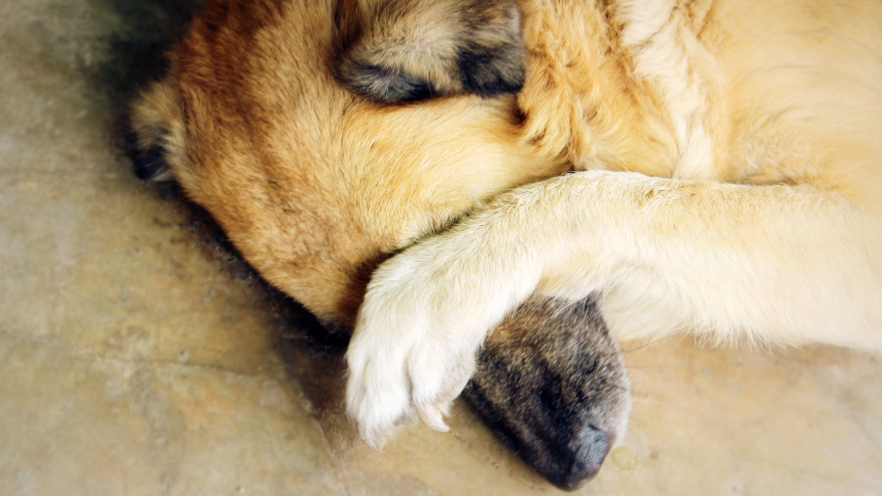 Ein Hund hat Schmerzen aufgrund seiner Magendrehung.