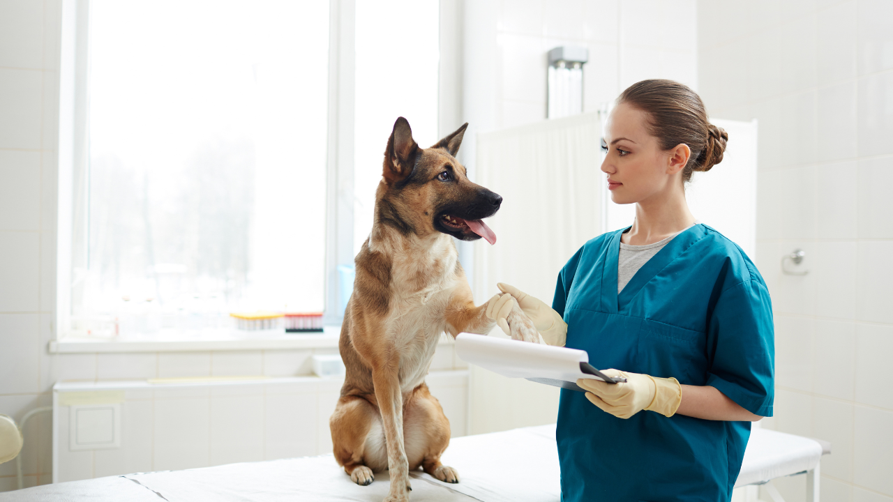 Ein Hund muss zum Tierarzt aufgrund seiner Hüftgelenksdysplasie.