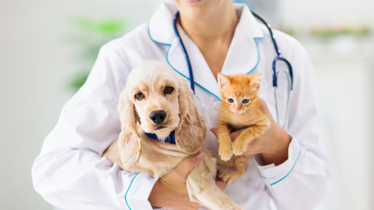 Ein Hund und eine Katze können aufgrund ihrer Tierversicherung ohne Sorgen zum Tierarzt gebracht werden.