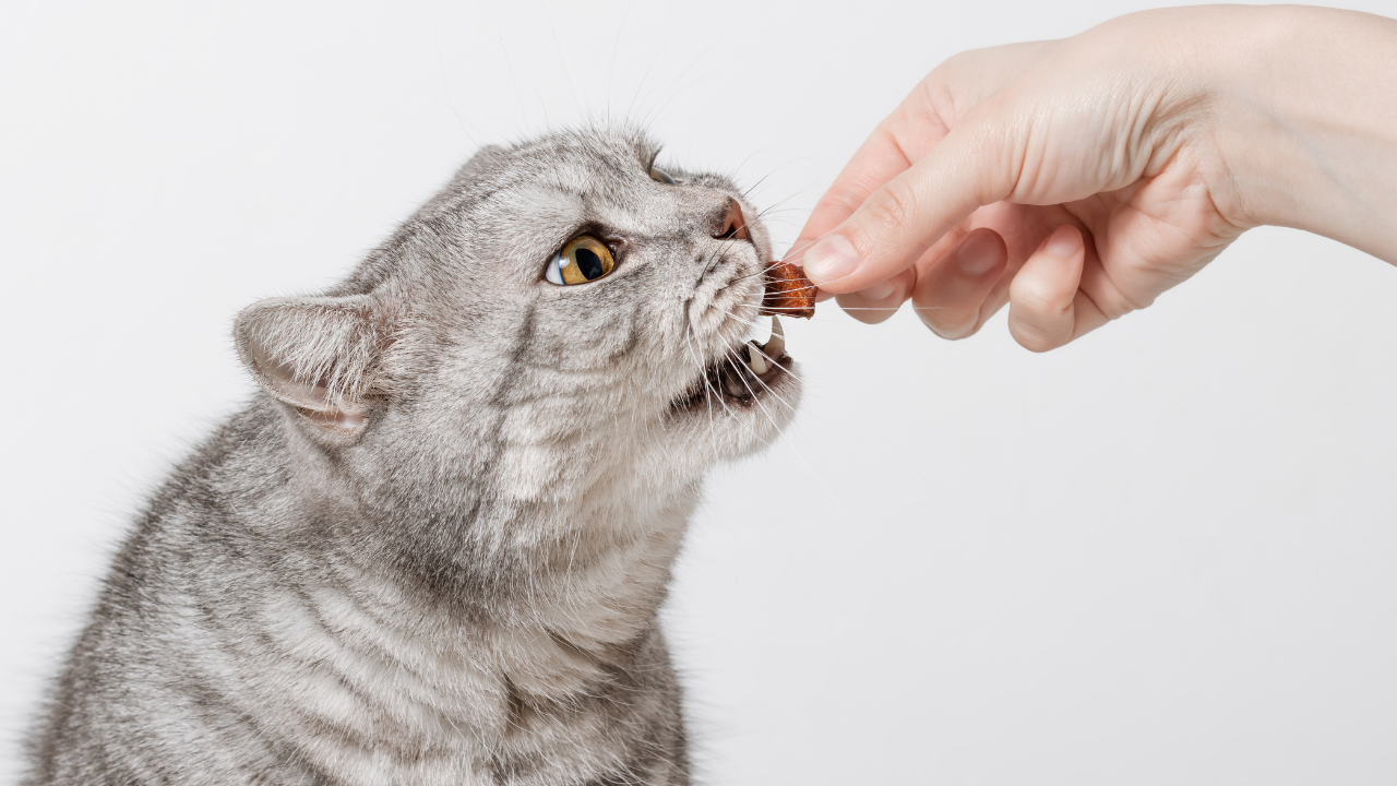 Eine Katze kann aufgrund ihrer gesunden Zähne festes Futter gut aufnehmen.