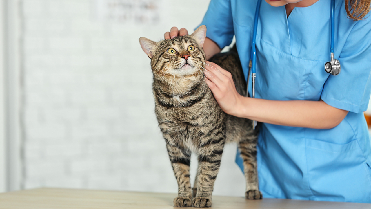 Eine Senioren-Katze wird beim Tierarzt untersucht. 