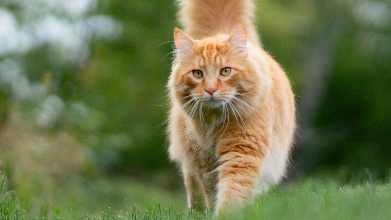 Eine alte Katze geht draußen spazieren.