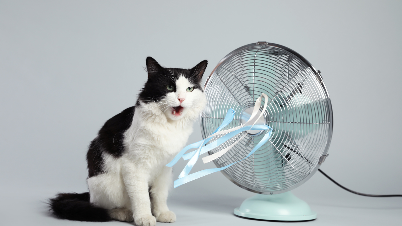 Eine Katze versucht sich mithilfe eines Ventilators abzukühlen.