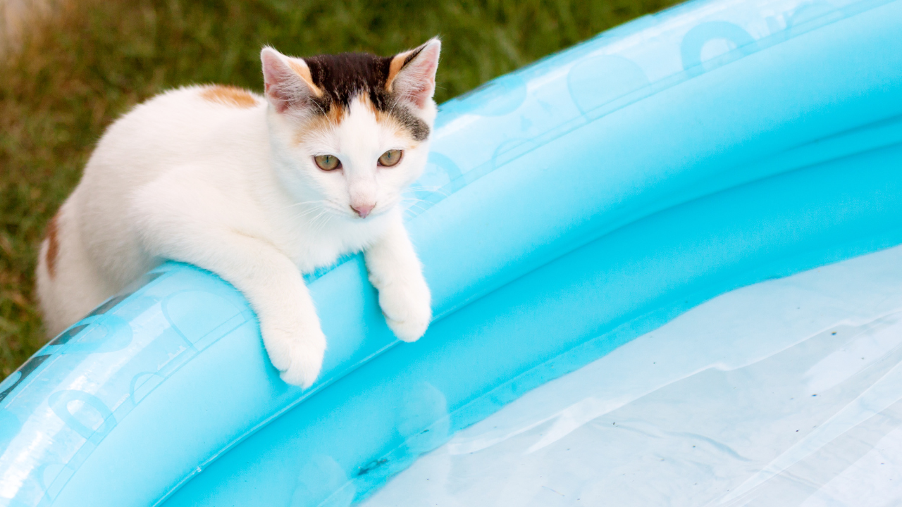 Eine Katze kühlt sich bei hohen Temperaturen im Pool ab.