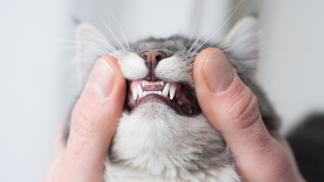 Die Zähne einer Katze werden kontrolliert.