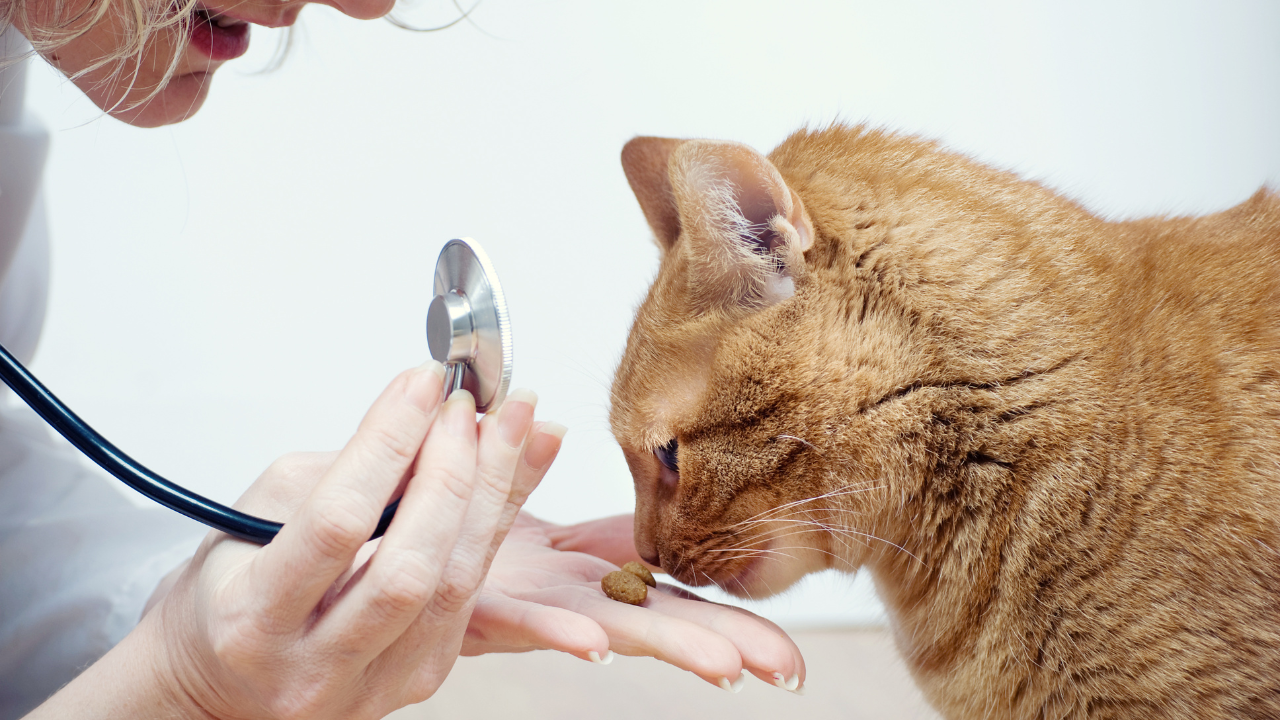 Eine versicherte Katze wird beim Tierarzt untersucht. Die entstehenden Kosten übernimmt die Tierversicherung. 