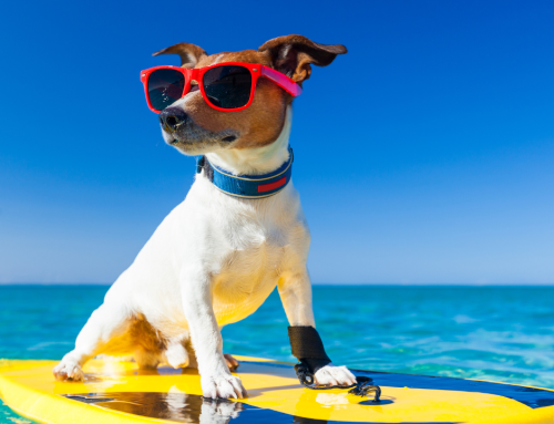 Meerurlaub mit Hund: Ein unvergessliches Erlebnis