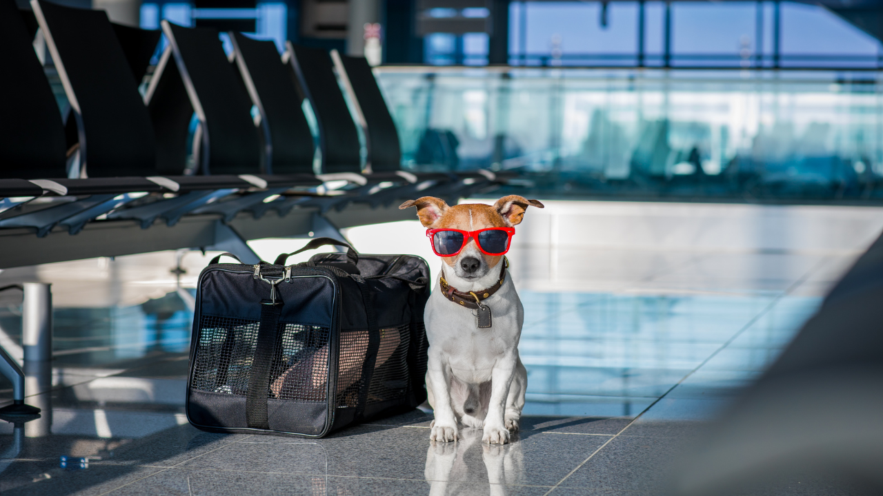 Ein Hund sitzt entspannt am Flughafen.