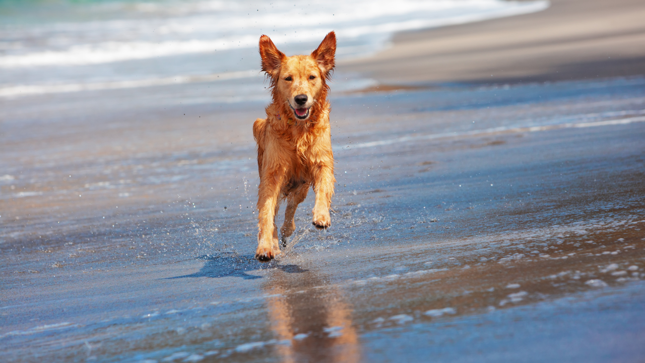 Ein Hund spielt im Meerurlaub am Strand. 