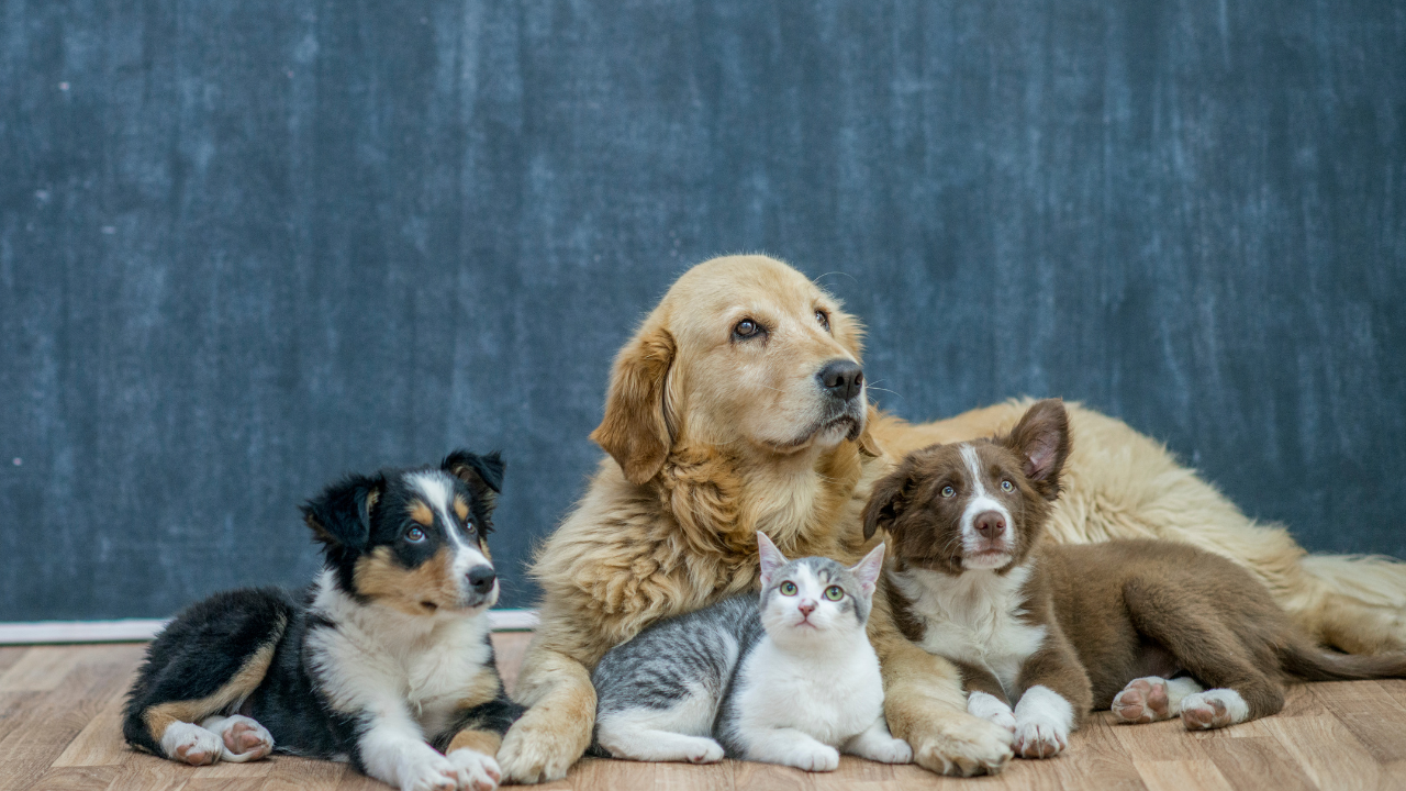 Eine Katze und mehrere Hunde kuscheln und genießen ihre Tierversicherung. 