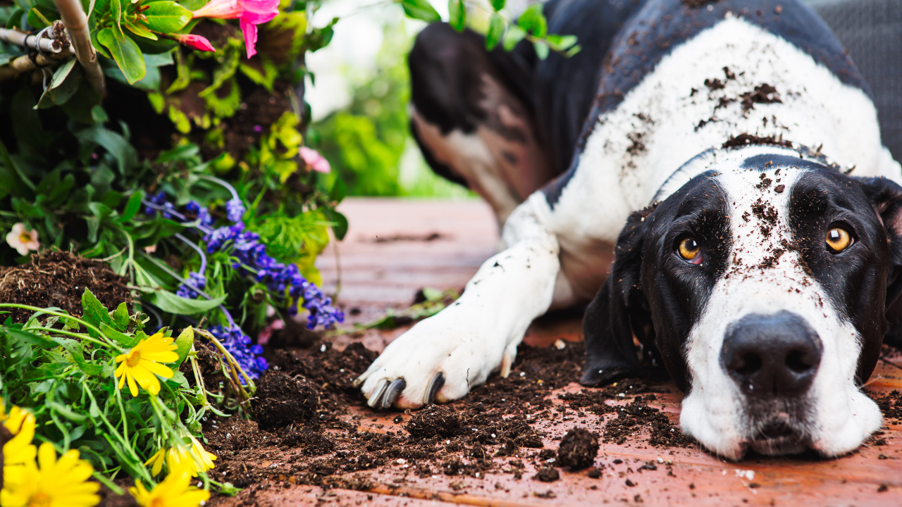 Ein Hund hat einen Schaden im Garten des Nachbarn verursacht. Das ist ein Fall für die Hundehaftpflichtversicherung.