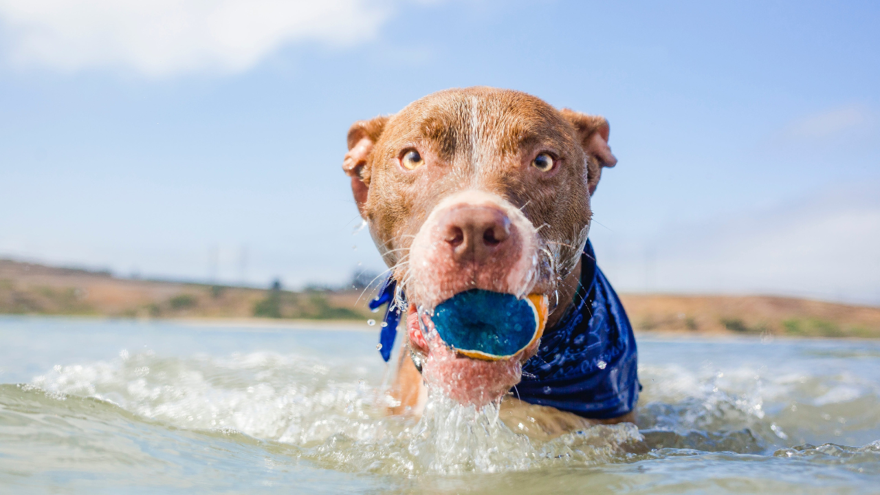 Ein Hund spielt am Meer mit einem Ball.