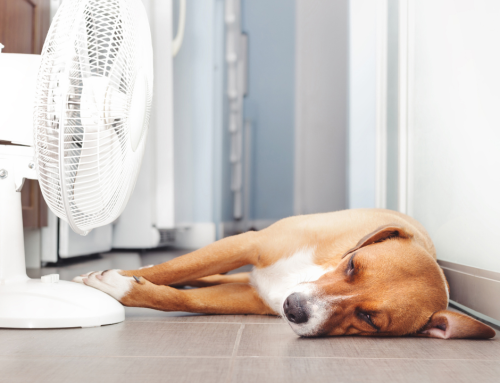 Achtung heiß: Hitzestress bei Hunden