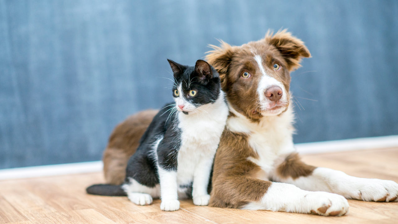 Eine Tierversicherung ist die beste Gesundheitsvorsorge für dein Haustier.