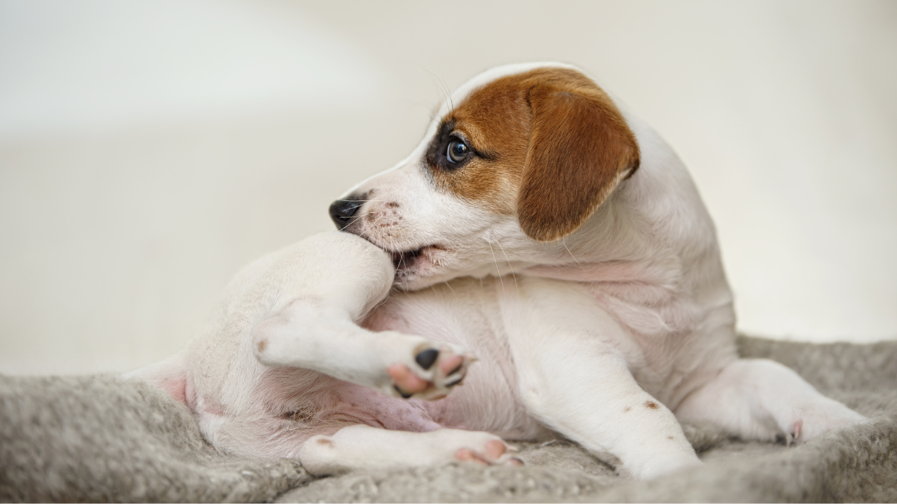 Ein Hund kratzt sich, weil er Flöhe hat. 