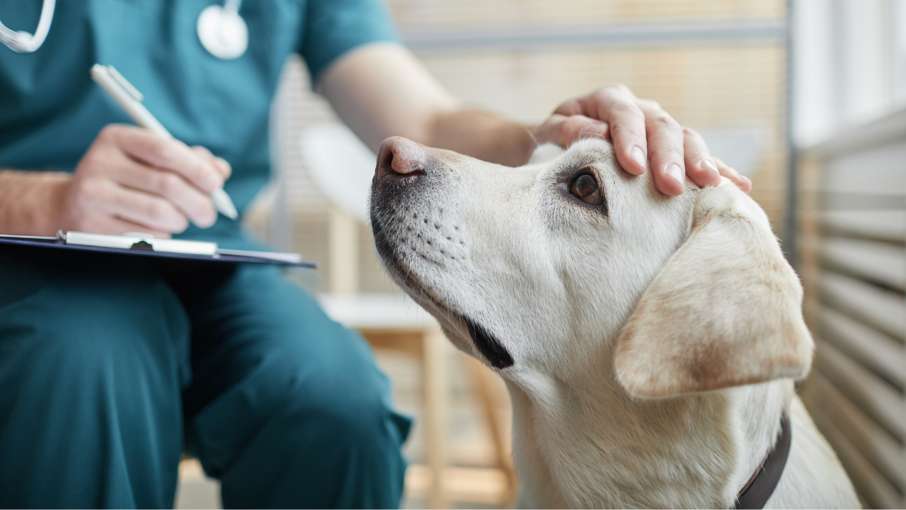 Ein Hund wird vor der Parasitenbehandlung vom Tierarzt untersucht.