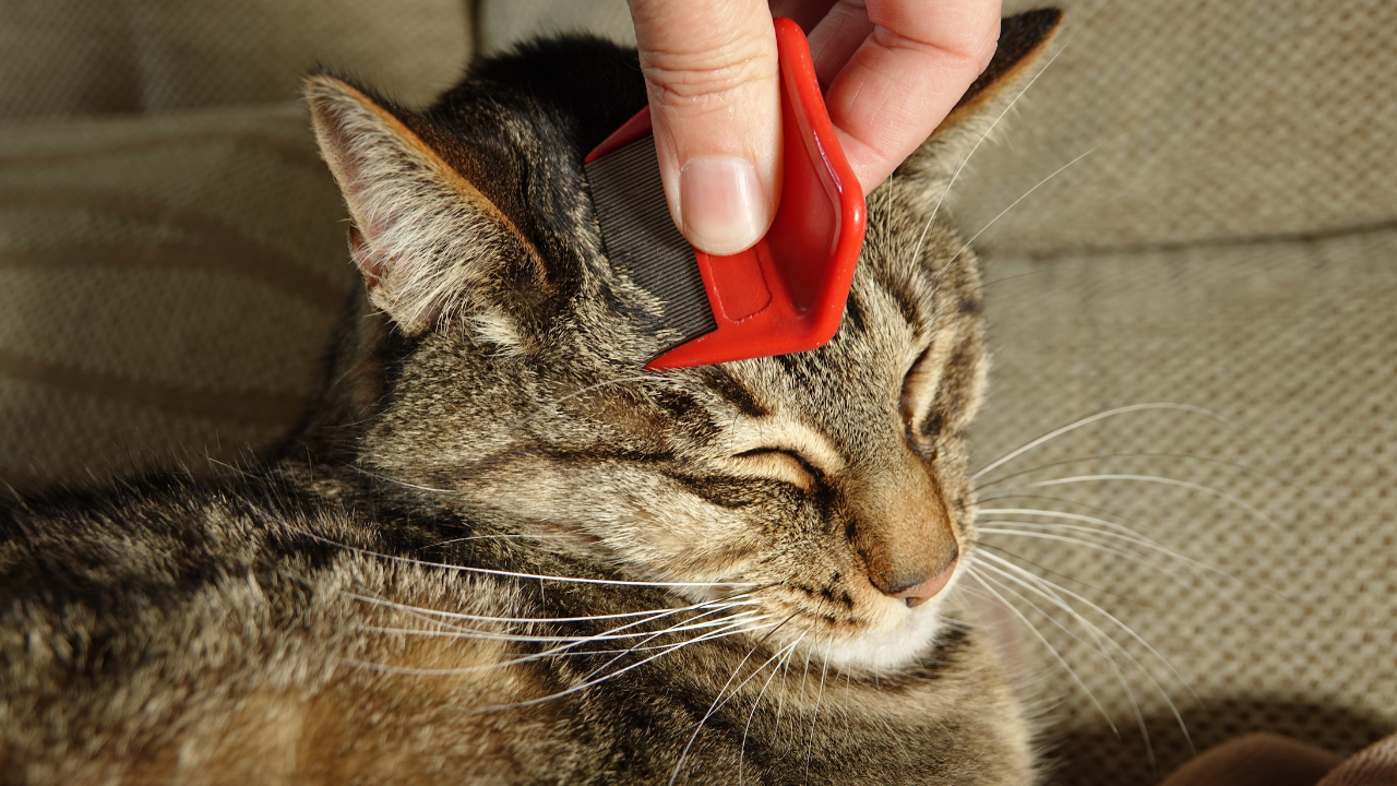 Ein Tierbesitzer bürstet seine Katze mit einem Flohkamm. 