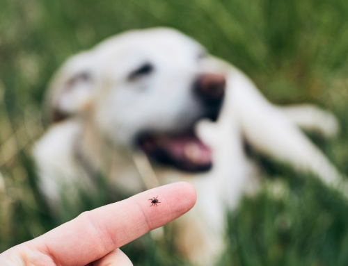 Parasitenbekämpfung beim Hund: Ein umfassender Leitfaden