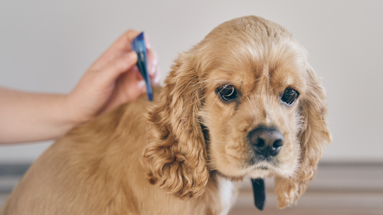 Ein Hund erhält vom Tierarzt eine Parasitenprophylaxe in Form eines Spot-ons.