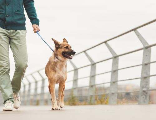 Stadt oder Land: Der perfekte Wohnort für Deinen Hund