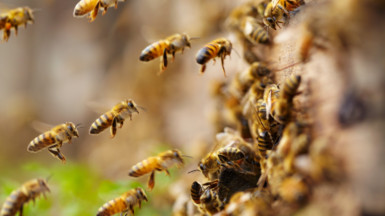 Bienen fliegen zu ihrer Wabe.