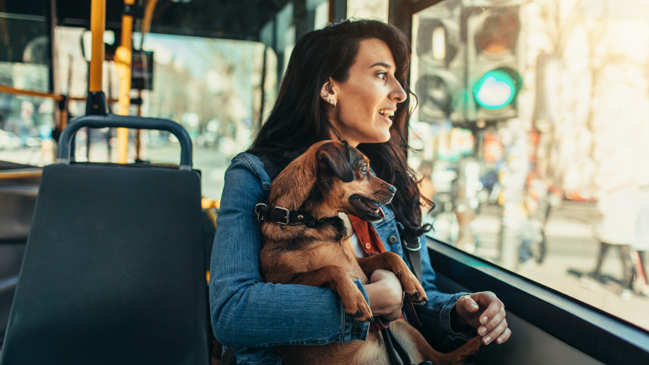 Eine Frau fährt Bus mit ihrem Hund.