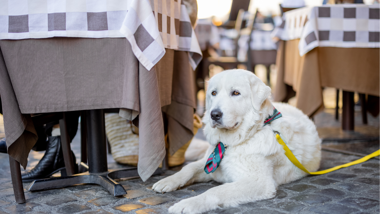 Ein Golden Retriever liegt entspannt im Restaurant, während seine Besitzer das Essen genießen.