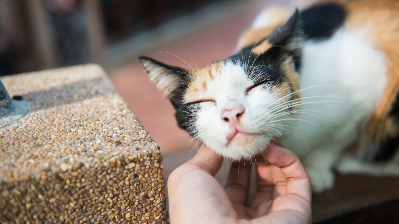 Eine Katze genießt eine ausgiebige Streicheleinheit am Kopf.